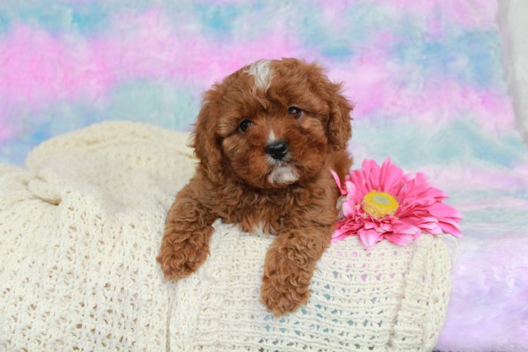 Beautiful Cavapoo Puppies
