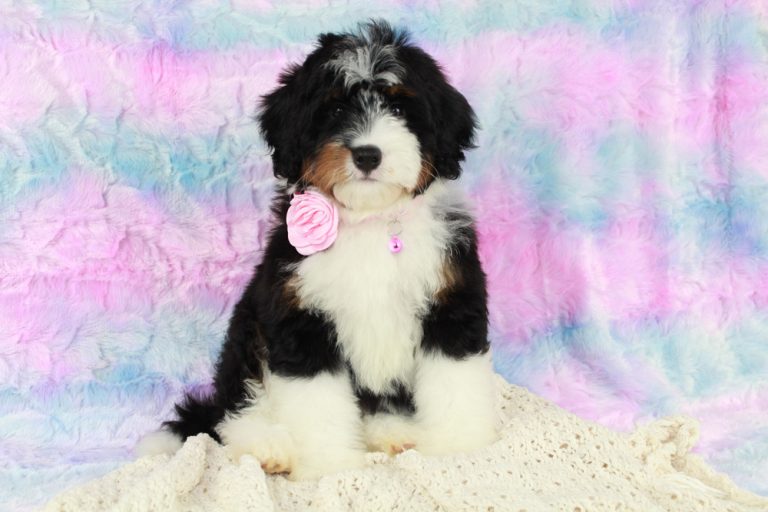 Premier Mini Bernedoodle Puppies for sale