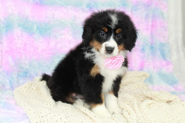 Best female mini Bernedoodles for Sale