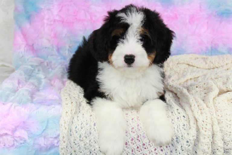 Neco Mini Bernedoodle Puppy