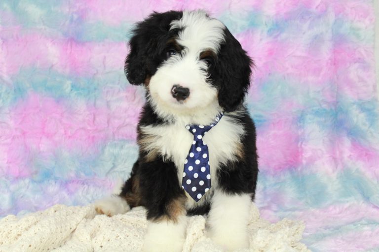 Niky female Mini Bernedoodle Puppy for sale