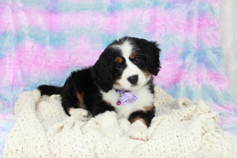 Nola Mini Bernedoodle Puppy