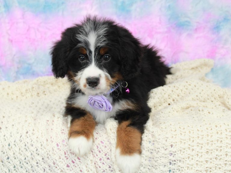 Best Mini Bernedoodle Puppies for sale