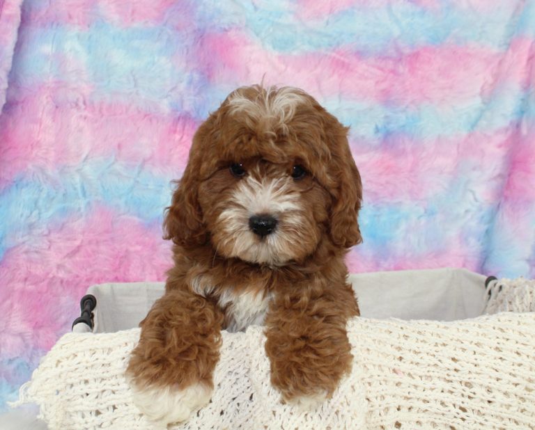 Tri Colored Male Cavapoo puppy dog