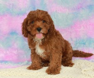Male cavapoo puppy for sale