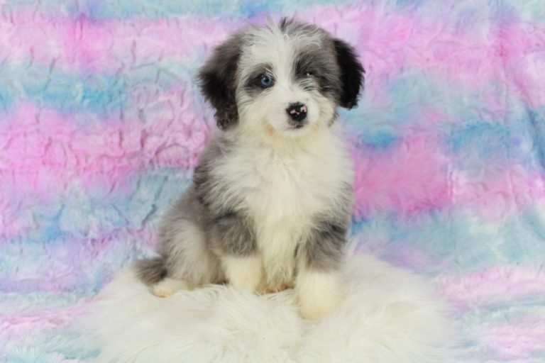 Rare Colored Mini Bernedoodle Puppy from Blue Diamond Family Pups