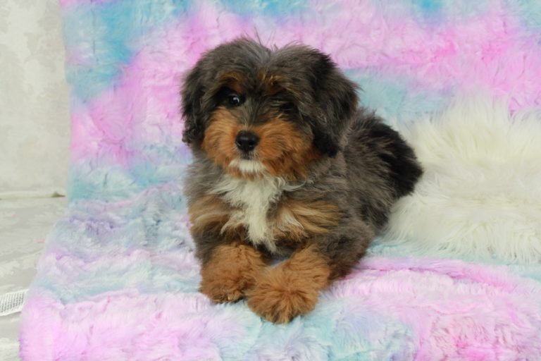 Rare Colored Mini Bernedoodle puppy