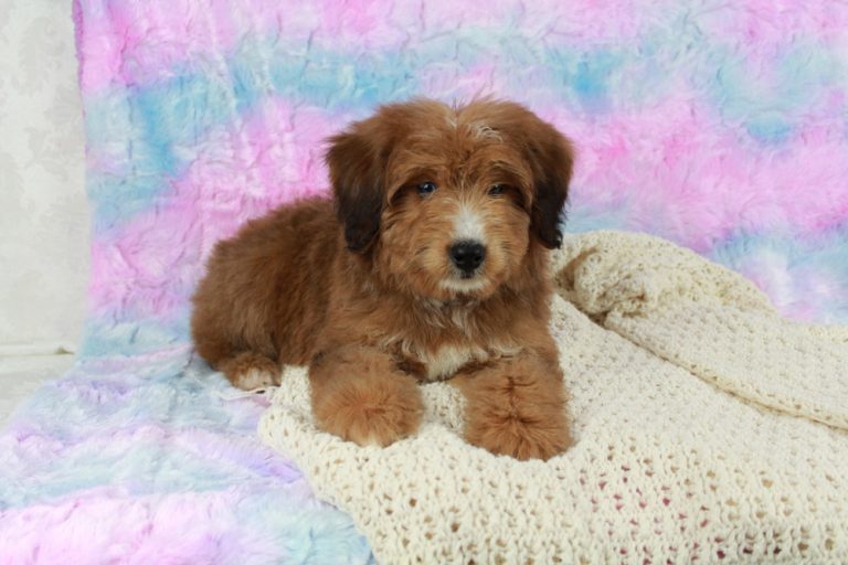 Stunning Mini Bernedoodles