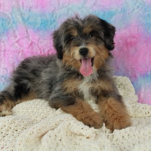 Beautiful Mini Bernedoodle Puppies