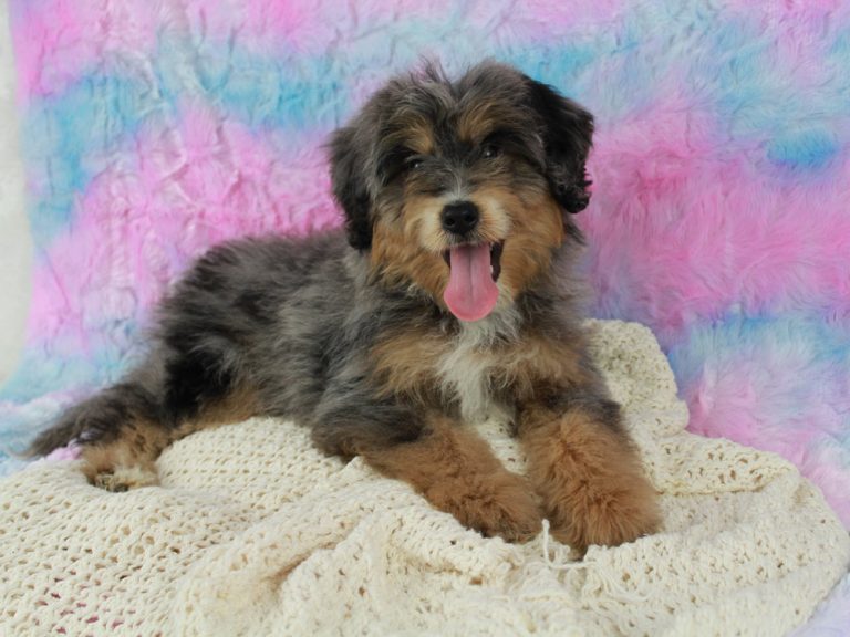 Beautiful Mini Bernedoodle Puppies