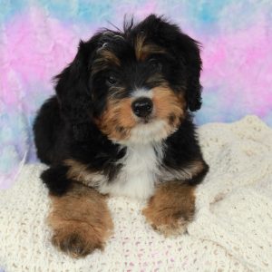 Mini Bernedoodle Puppy
