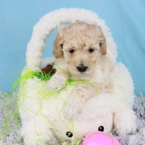 Anni a Beautiful F1BB Mini Goldendoodle Puppy for sale by Blue Diamond Family Pups