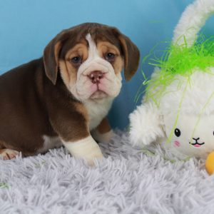 Beabull Puppy for sale named Audrey