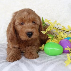 Best Mini Goldendoodle Puppy