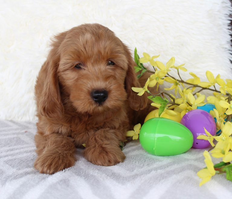 Best Mini Goldendoodle Puppy