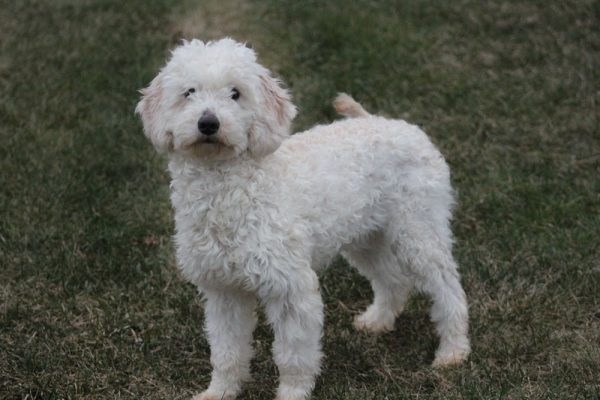 Adult Mini Poodle dog, father to a litter of Mini Goldendoodle Puppies