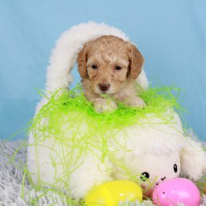 Ellie a F1BB Mini Goldendoodle puppy from Blue Diamond Family pups.