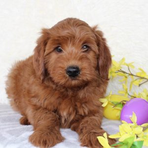 Mini Goldendoodle puupy for sale by blue Diamond Family Pups