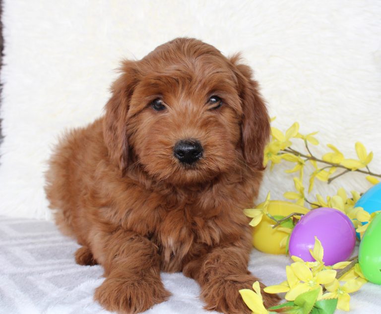 Mini Goldendoodle puupy for sale by blue Diamond Family Pups
