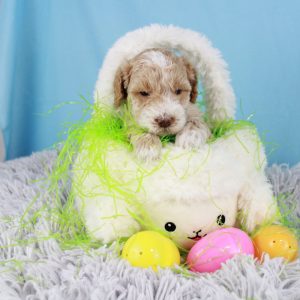 The cutest miniature goldendoodle puppy for sale by Blue Diamond family Puppies
