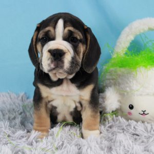 Beabull Puppy Female for Sale