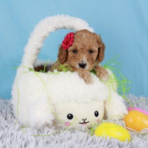 Mini Goldendoodle Puppy for Sale