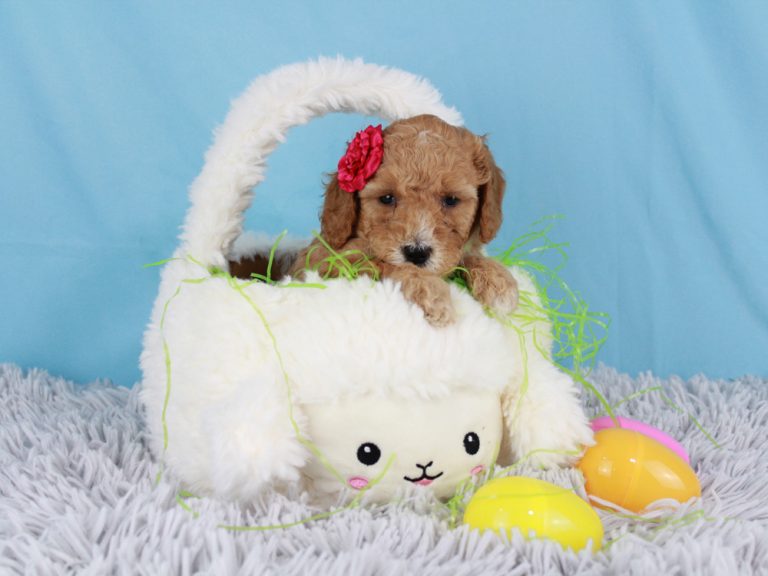 Mini Goldendoodle Puppy for Sale