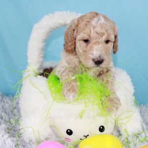 Gunner is a Premier mini Goldendoodle puppy that is for sale by Blue Diamond Family pups