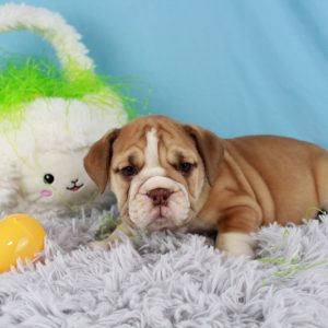 Beautiful female Beabull Puppy for sale from Blue Diamond Family Pups