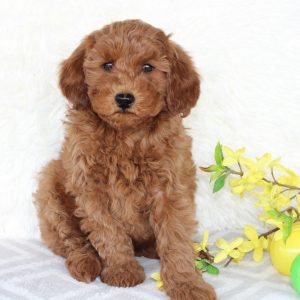 Mini Goldendoodle Puppies
