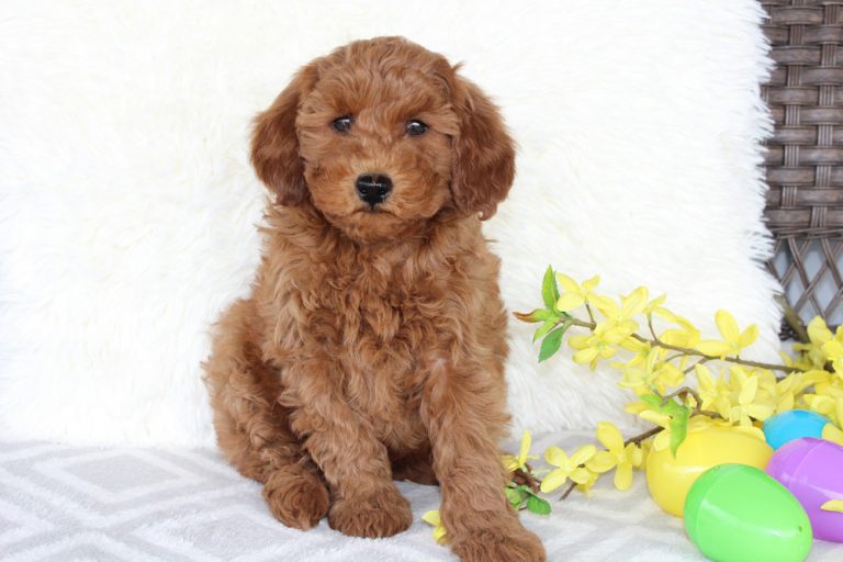 Mini Goldendoodle Puppies