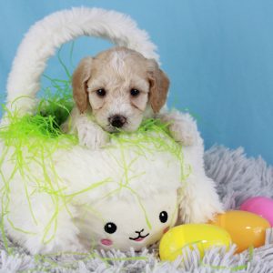 Beautiful male mini Goldendoodle puppy for sale