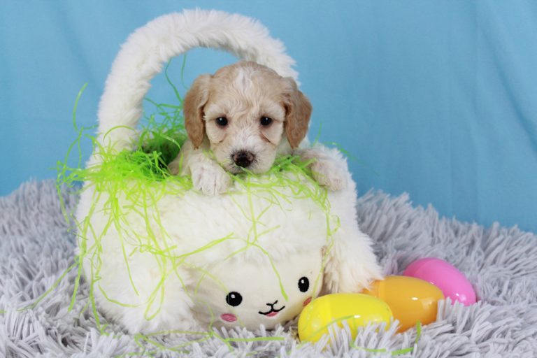 Beautiful male mini Goldendoodle puppy for sale