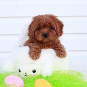 Voted Best Cavapoo Puppies for sale