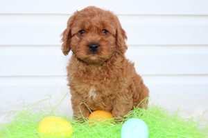 Cavapoo Puppies for Sale by Blue Diamond Family Pups
