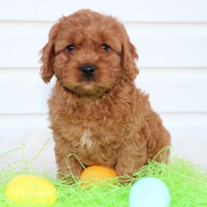 Cavapoo Puppies for Sale by Blue Diamond Family Pups