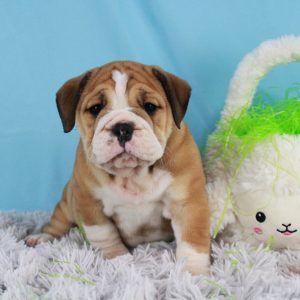 Best Beabull Puppies for Sale