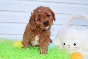 Linsay A Stunning Cavapoo Puppy from Blue Diamond Family Pups