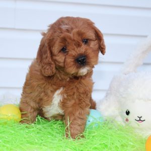 Linsay A Stunning Cavapoo Puppy from Blue Diamond Family Pups