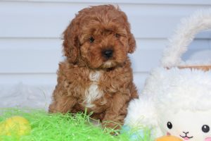 Beautiful Cavapoo Puppy for sale