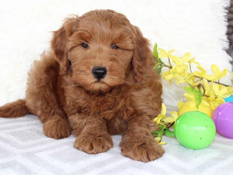 Beautiful Mini Goldendoodle Puppy