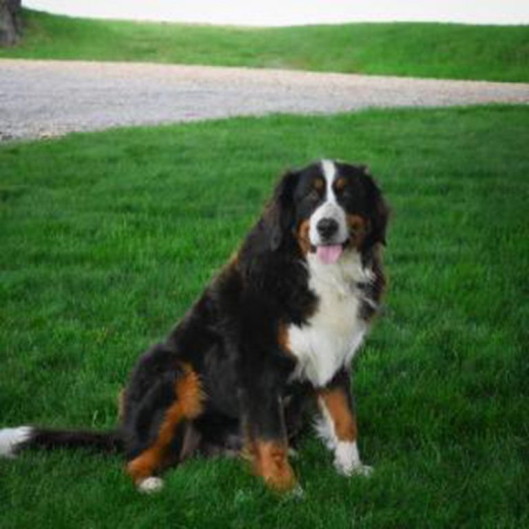 Victoria Blue Diamond Family Pups