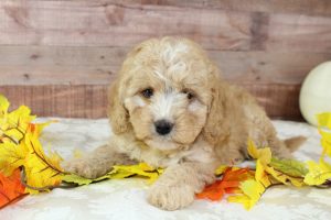 Best Designer Cavapoo Puppies for Sale | Blue Diamond Pups