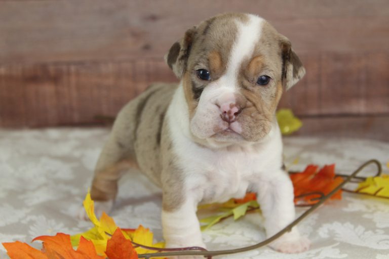 Best Rare Colored Beabull Puppies from Blue Diamonds Pups