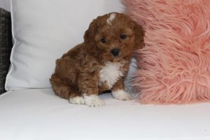 Best Designer Cavapoo Puppies for Sale | Blue Diamond Pups