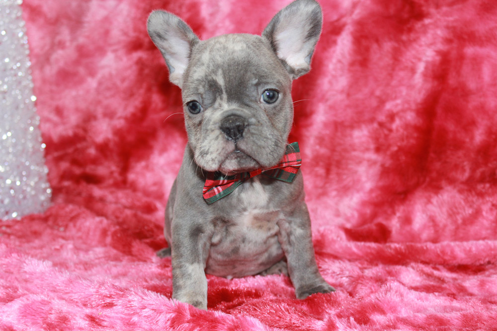 Best French Bulldog Puppies for sale! Blue Diamond Pups