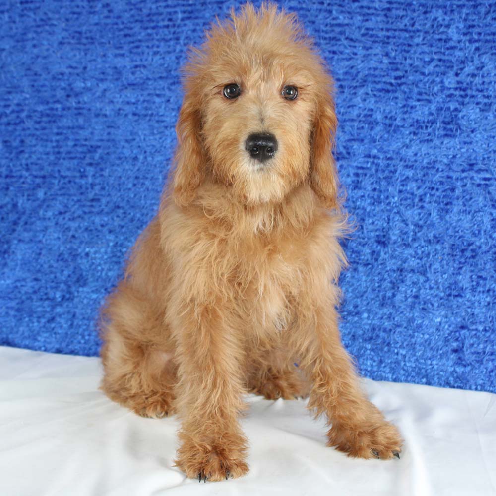 Best Mini Labradoodle Puppies For Sale! Blue Diamond Pups