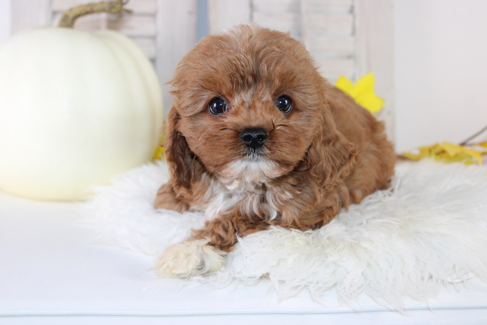 Milo Blue Diamond Family Pups