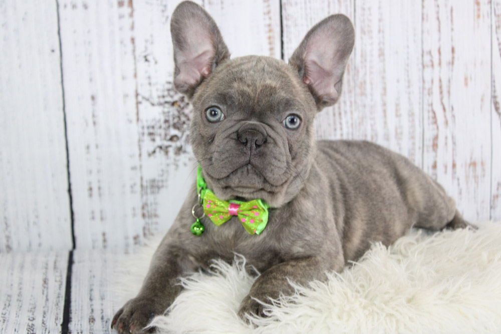 Beautiful French Bulldog from Blue Diamond Family Pups.  