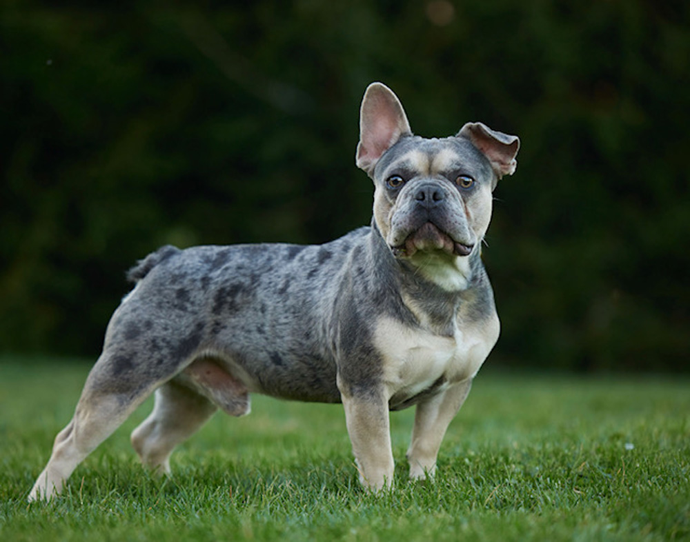 French Bulldogs have a rich history. Old French bulldog posing in a field.